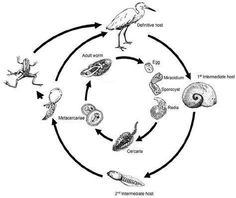  Anterior Trematode!  A Parasite That Lives a Complex Life Cycle