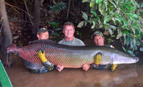   Arapaima! 이 거대한 어류는 아마존 강에서 물의 마왕으로 불리는 이유가 있을까요?