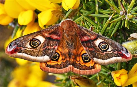   Emperor Moth! Discover the Stunning Life Cycle of a Creature Known for its Regal Beauty and Fascinating Metamorphosis