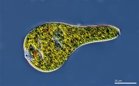  Euglena:  A Tiny Masterpiece of Nature Exhibiting Both Animal and Plant-like Traits!