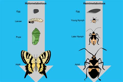  Hormium! 이 매력적인 곤충은 어떻게 살아가는 걸까요?