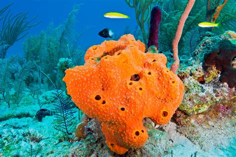  Isthmia!  The Spiny Sponge, Living Proof That Even Sponges Can Be Tough Guys