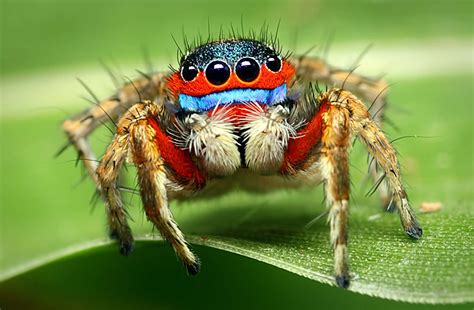   Jumping Spider:  Curious Arachnids with Eight Eyes That Leap Across Leaves!