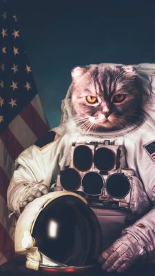 めちゃくちゃ面白い写真：なぜ猫は宇宙飛行士になれないのか？