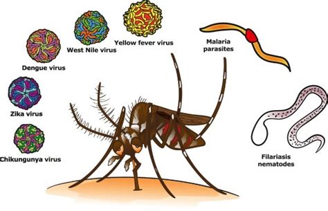  모스키토(Mosquitoes) - 독침을 가진 날개를 가졌다가 마치 마법사처럼 진화를 이루어 숙주 안에서 번식하는 기생충은 누구일까요?!