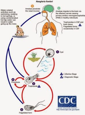   Naegleria: A Tiny Terror Lurking In Freshwater!