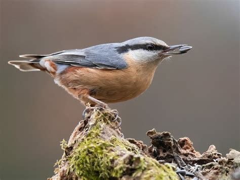  Nuthatch! A Tiny Acrobat with a Powerful Grip that Cracks Nuts with Ease