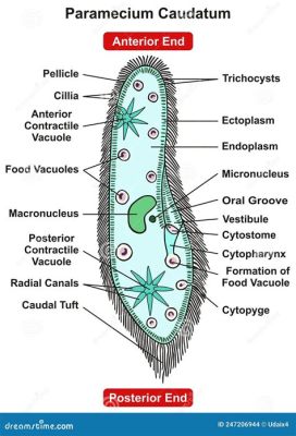  Paramecium!  A Tiny Hairy Tornado Whipped Up In A Freshwater Pond