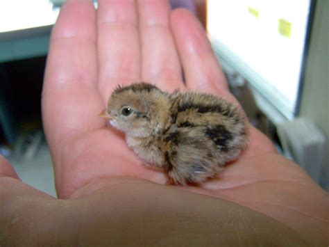  Quail!  A Tiny Bird with Big Personality That Makes You Want to Learn All About Its Daring Flights and Complex Social Structures