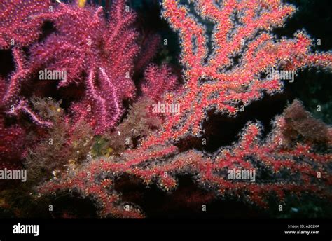  Red Gorgonian!  A Breathtaking Underwater Fan That Sways Gracefully While Filtering Food From Passing Currents