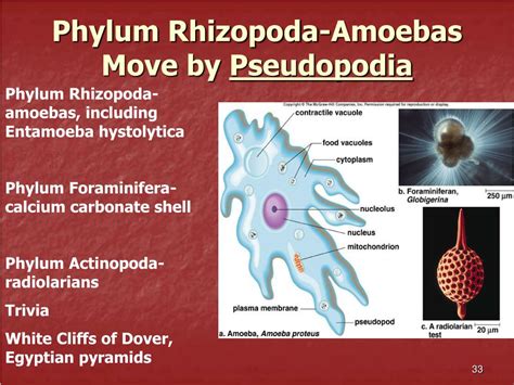  Rhizopoda: 이 퍼진 몸은 어떻게 움직일까요?