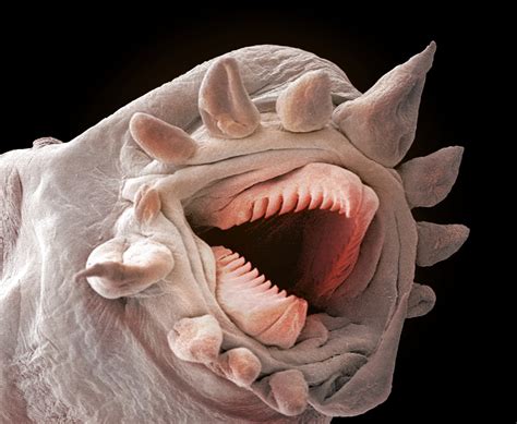  Rhogostoma! A Tiny Terror Hiding Beneath the Microscope