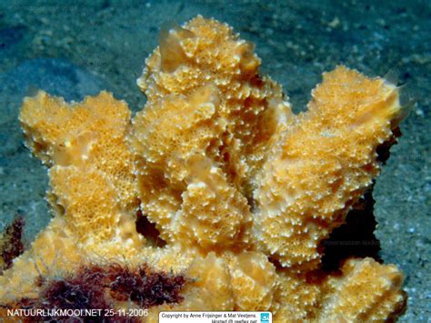  Ulosa! This Colorful Sponge Lives in Coastal Waters and Displays Fascinating Growth Patterns