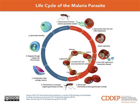   Urosporidium! A Tiny Parasite That Packs a Punch: Exploring the Lifecycle and Ecology of this Curious Sporozoan