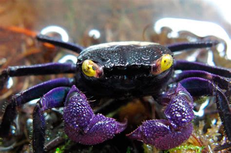  Vampire Crab! A Tiny Crustacean With an Eerie Appearance That Lurks In Shallow Waters