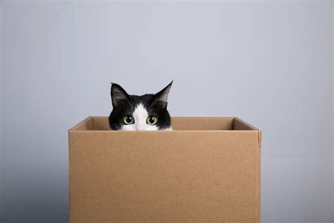 引っ越し 会社 報告: なぜ猫は引っ越しの箱を愛するのか？