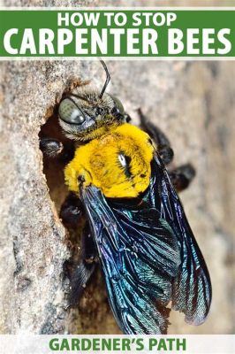  Xylocopa, A Buzzing Wonder -  Unveiling the Secrets Behind This Wood-Boring Bee's Remarkable Lifestyle!