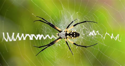  Yellow Garden Spider! Weaving Its Golden Web of Wonder in Your Backyard