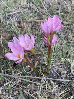  Zoological Zephyranthes! Unearthing a World of Wonder within These Exquisite Worms